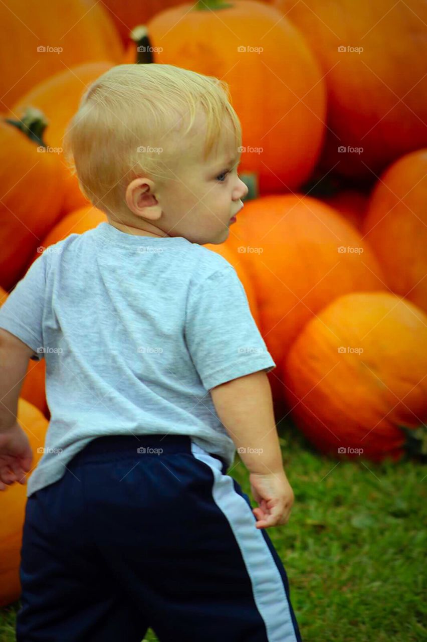 So many pumpkins. . Toddler boy surrounded by pumpkins. 