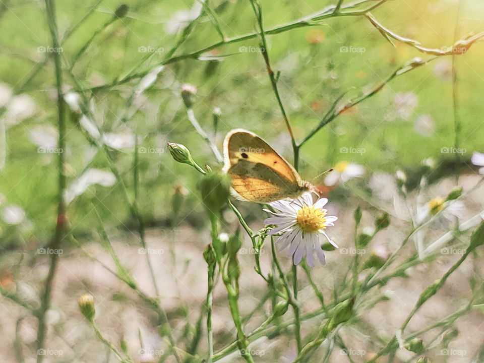 A picturesque view of the dainty sulfur butterfly feeding on wildflowers.  This is the smallest sulfur butterfly in North America. Scientific name Nathalis iole and also known as the dwarf yellow.