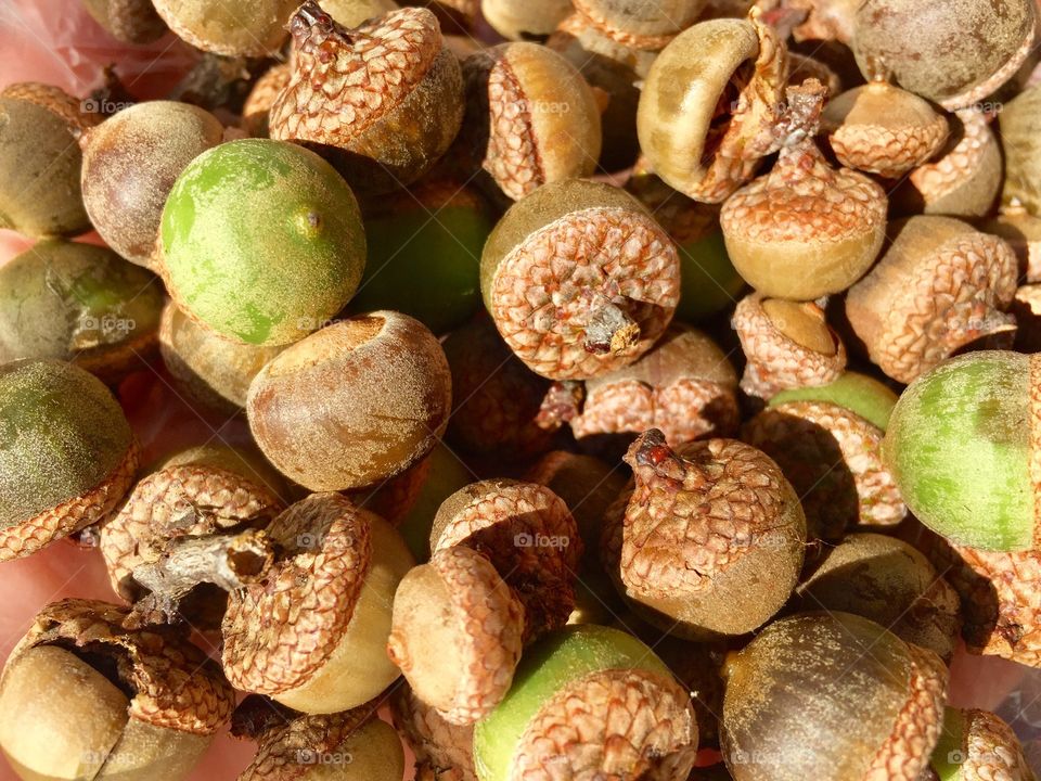 Autumn acorns
