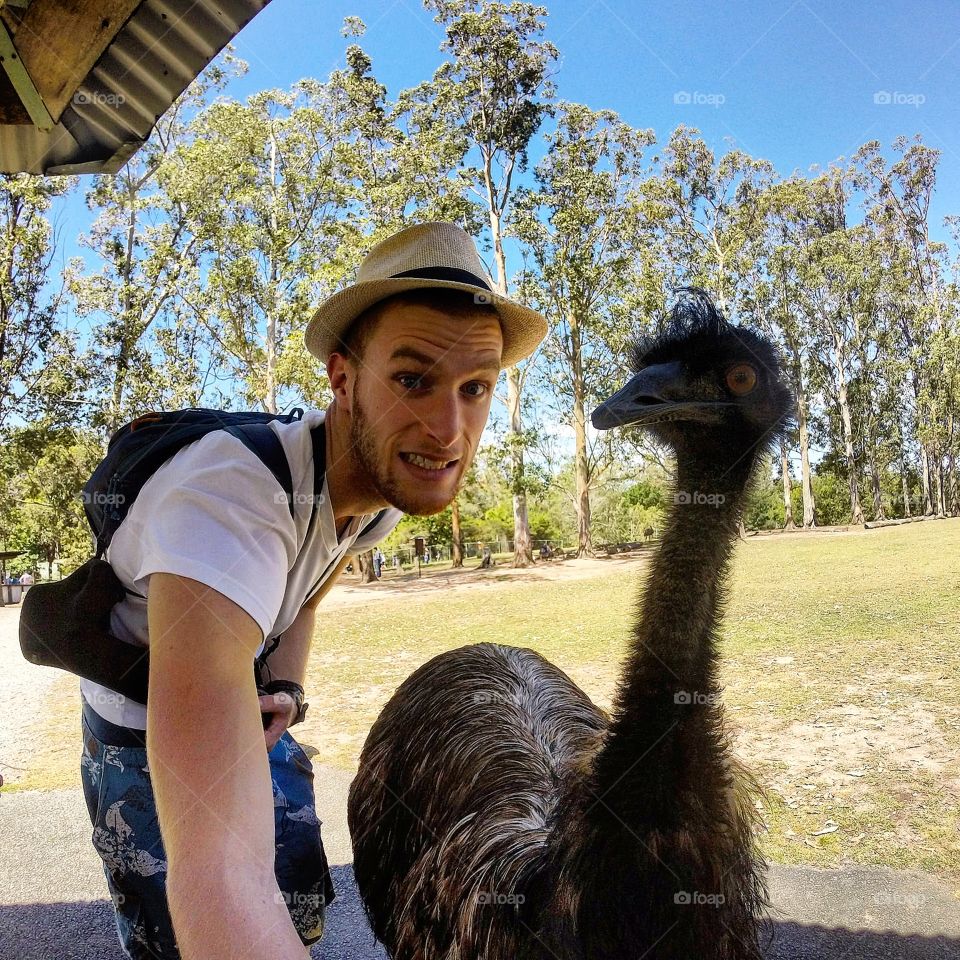 Australian emeu