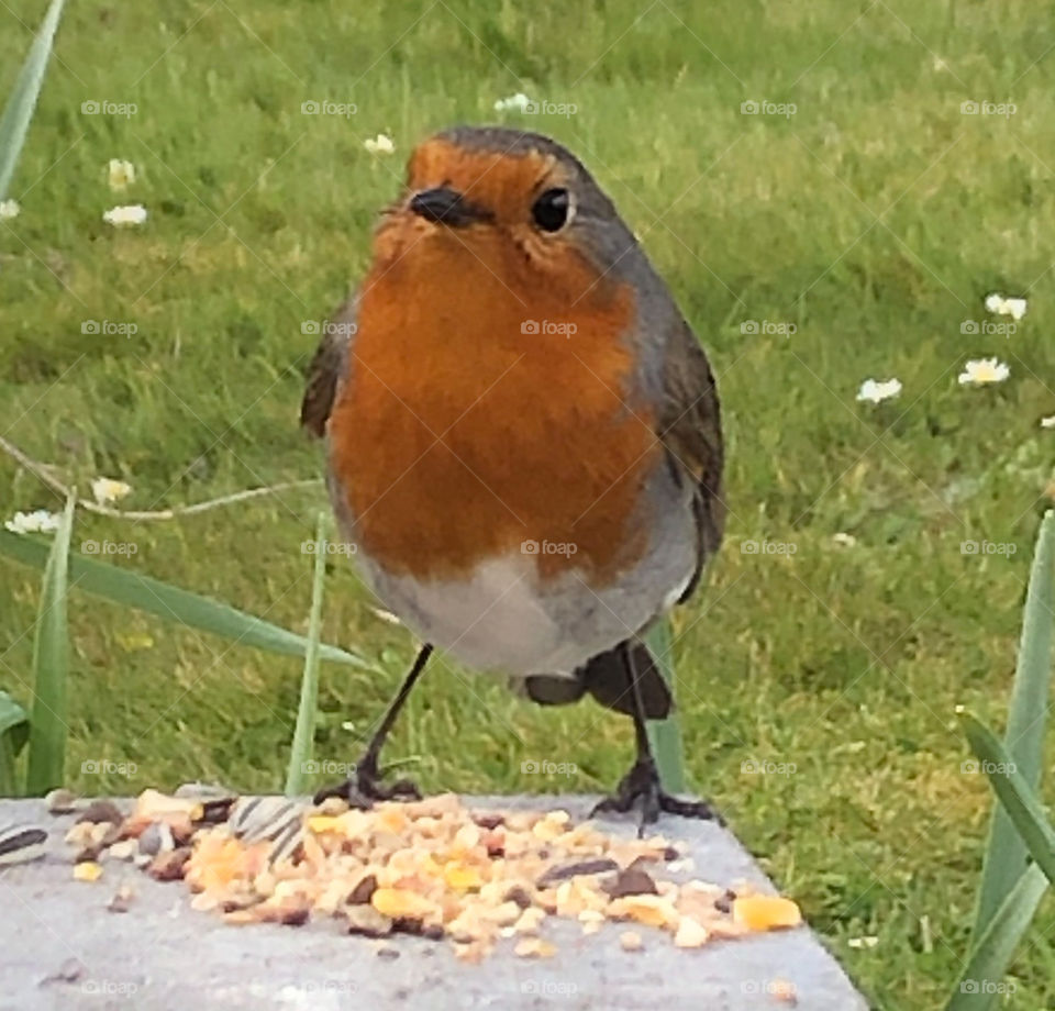 Robin