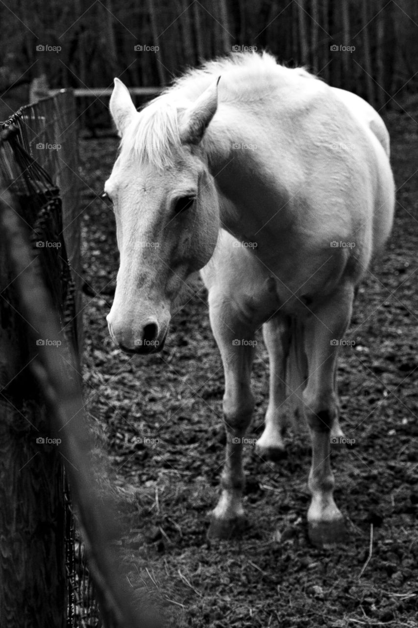 horse black and white