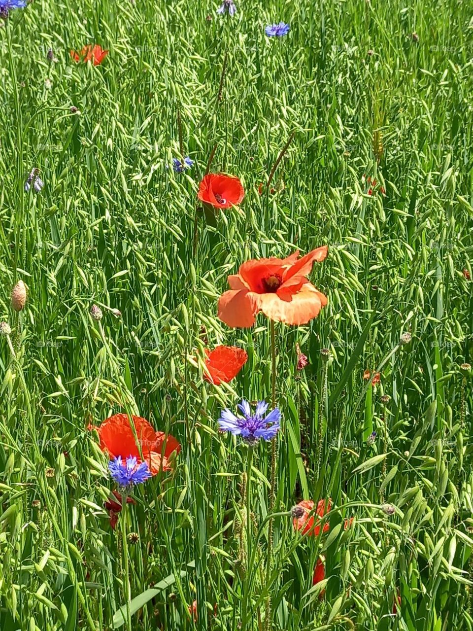 Poppies and Cornflowers in a Meadow
