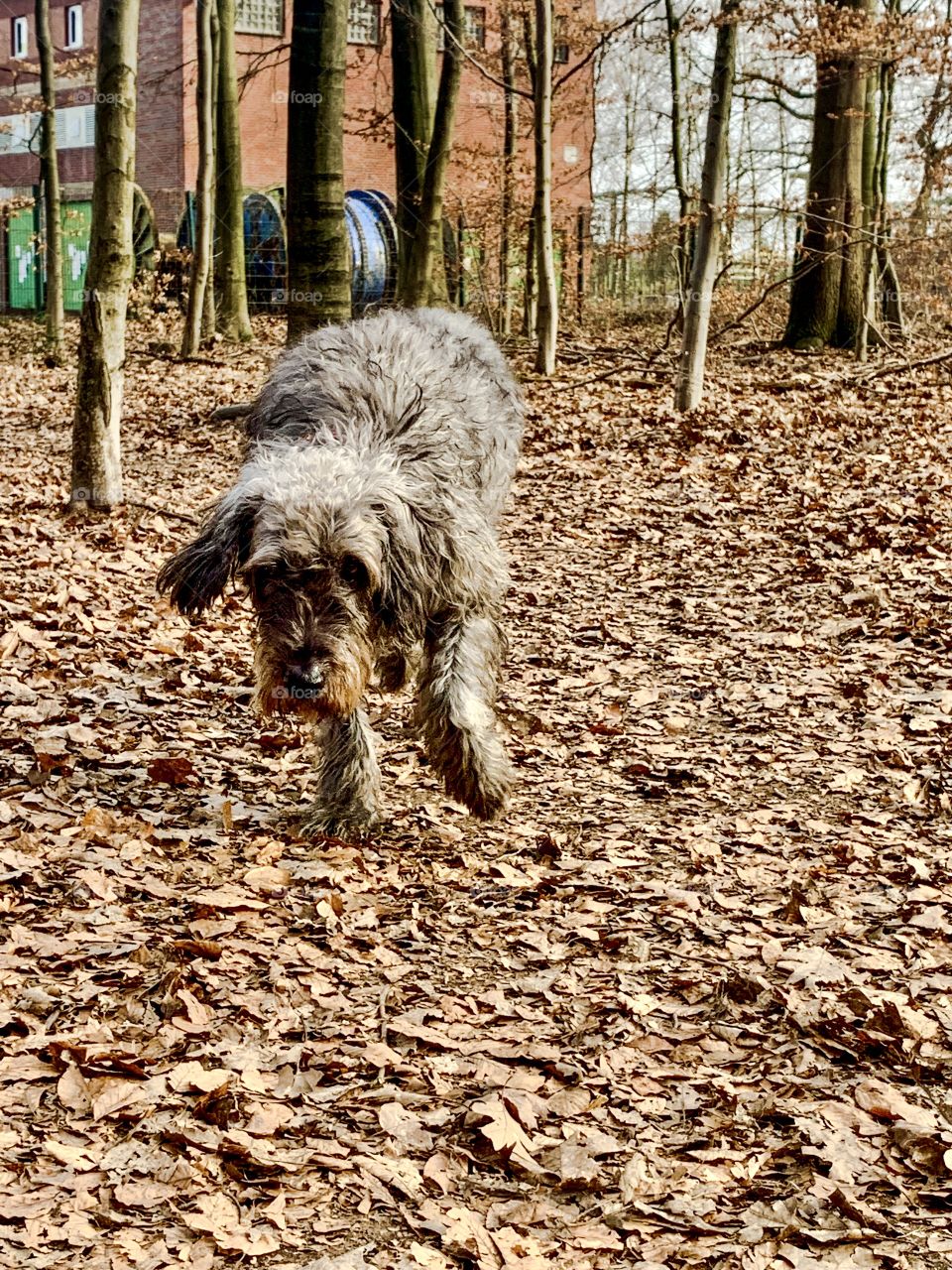 Running dog 