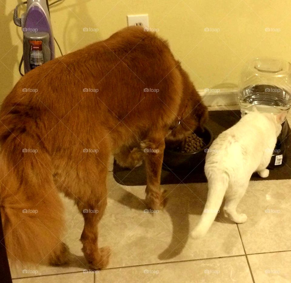 a dog eating food and shearing water with his friends and family cat.