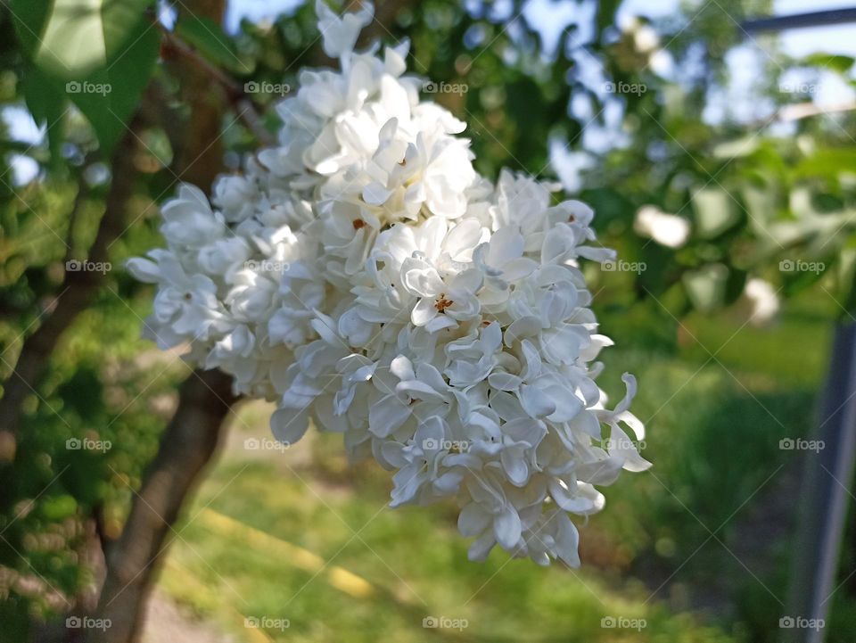 Syringa vulgaris, the lilac or common lilac, is a species of flowering plant in the olive family Oleaceae, native to the Balkan Peninsula, where it grows on rocky hills