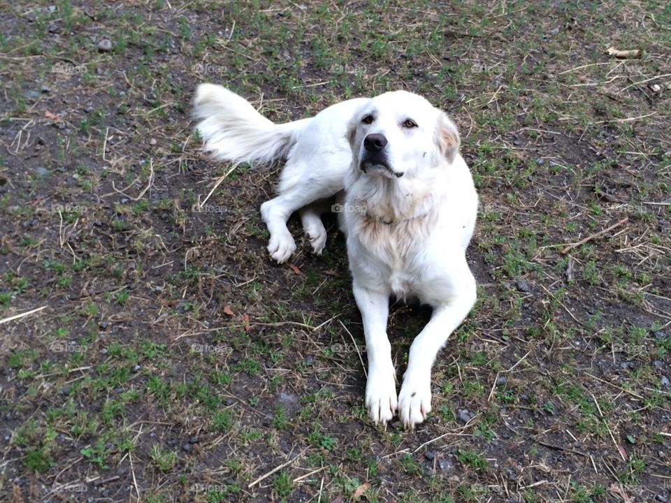 Maremma dog. A young maremma sheep dog named Sugar-Bear