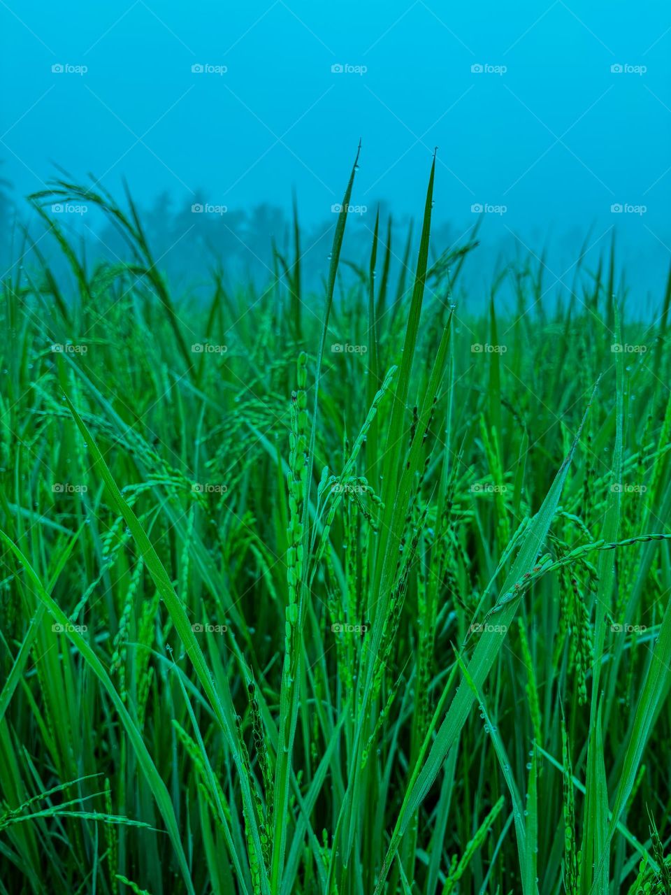 Bright morning image of bunch of paddy  