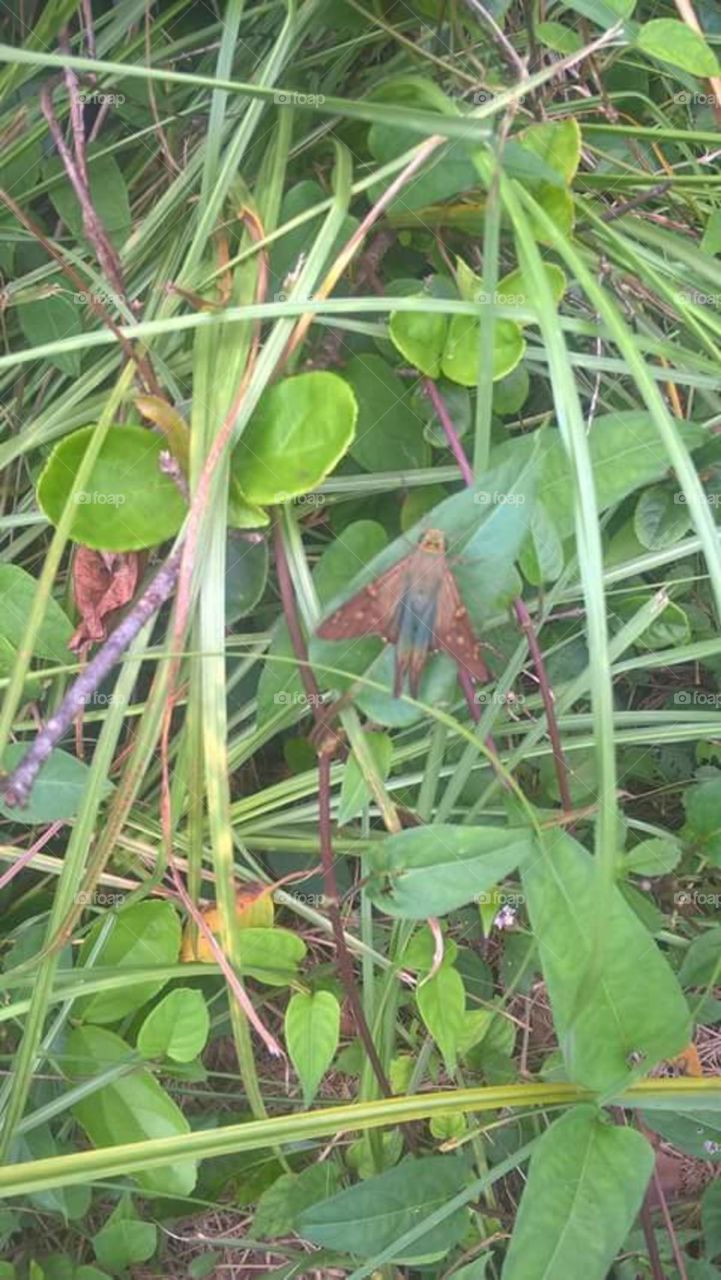 green and gray butterfly/moth