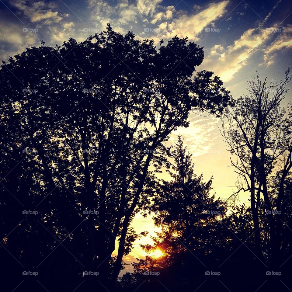 Sunset through trees silhouette