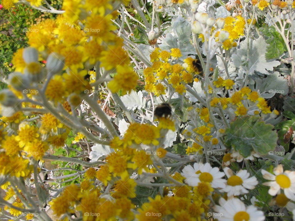 A flower by any other name 