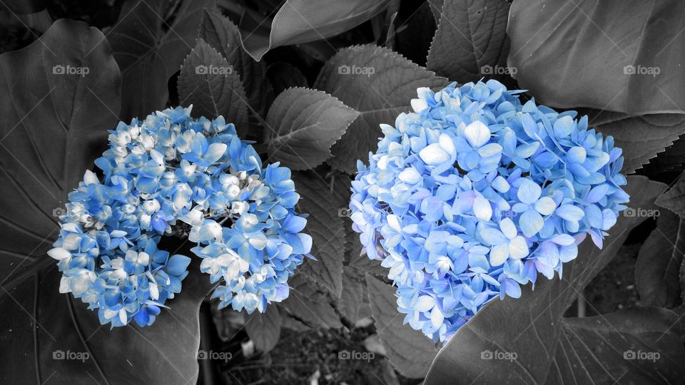 A beleza do azul, cyan... na natureza formidável!