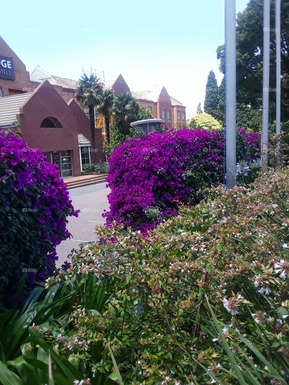 A beautiful display of flowers at the garden.