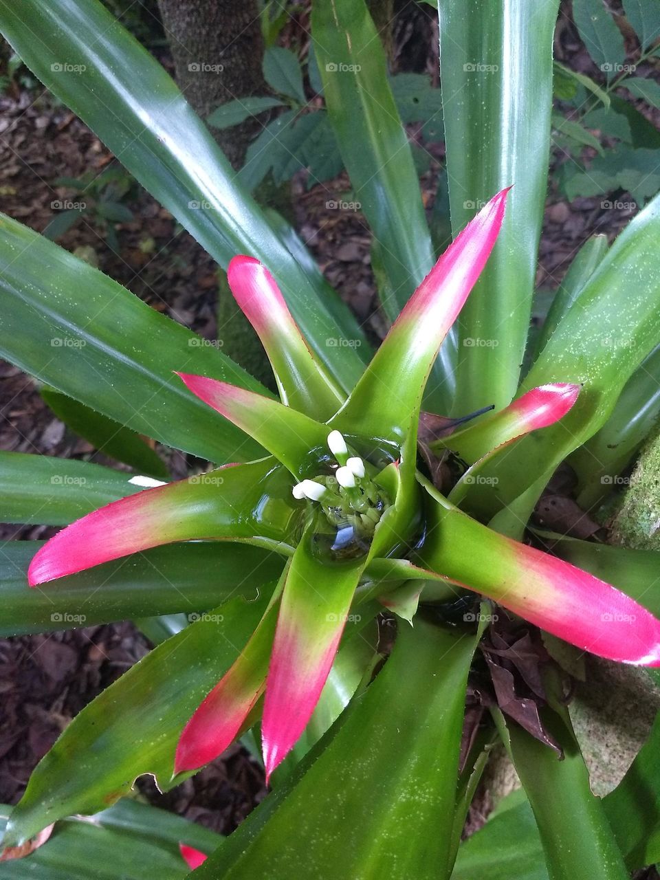 bromelia