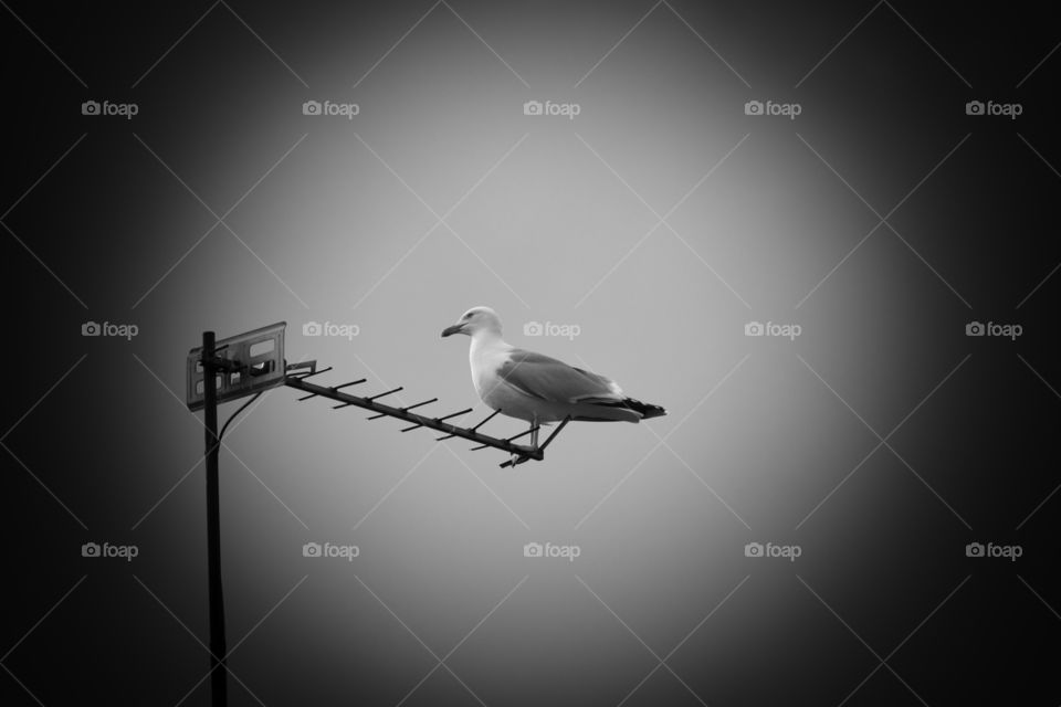 Seagull with vignette added