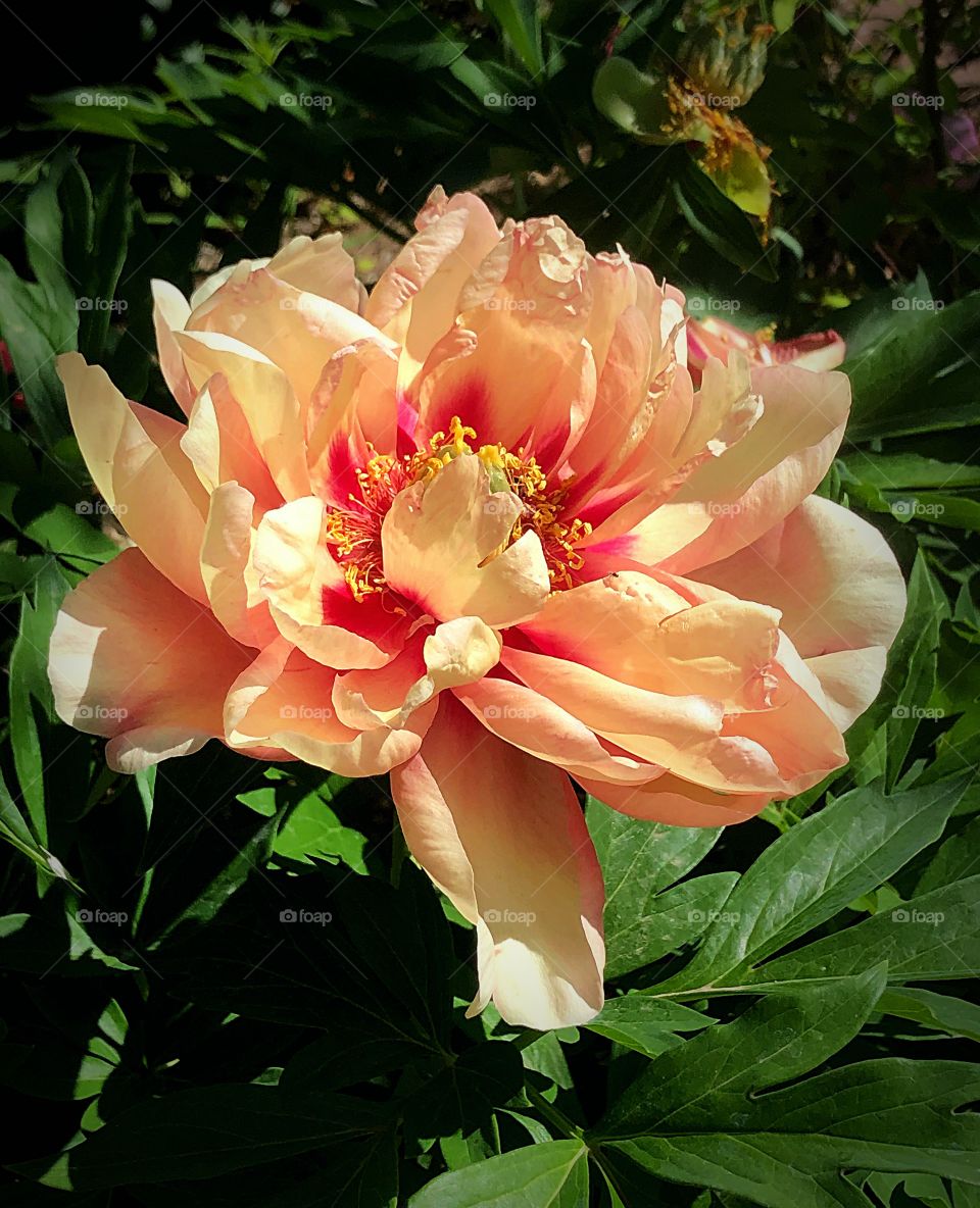 Peach peony