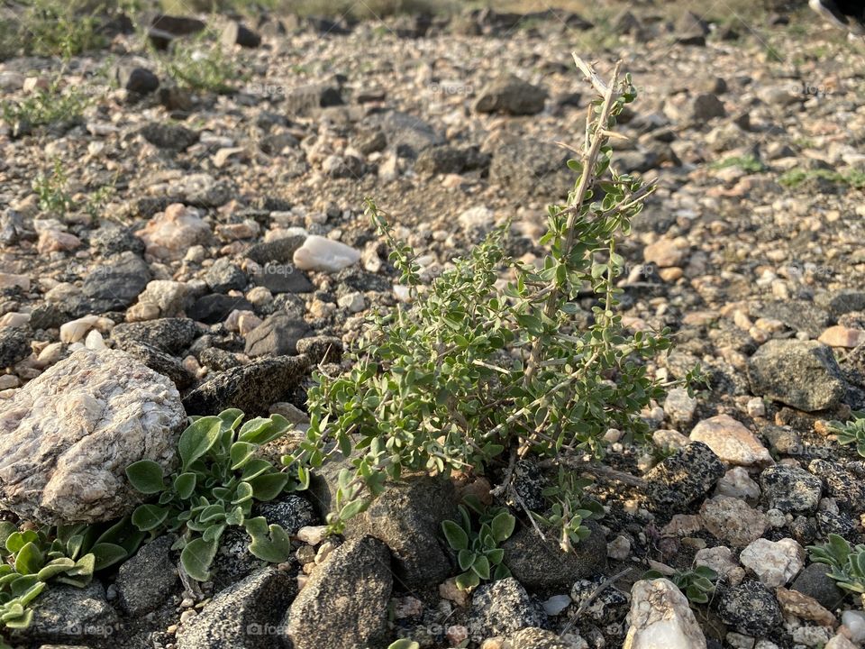 amazing trip with my family in the eid , city taif 