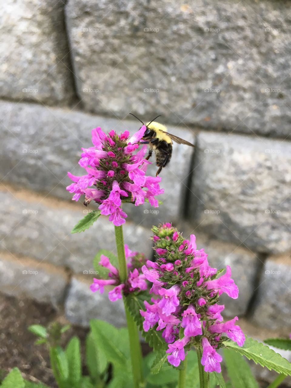 Bumblebee hopping around on flower