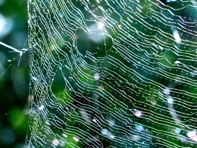 spider web with filtered light