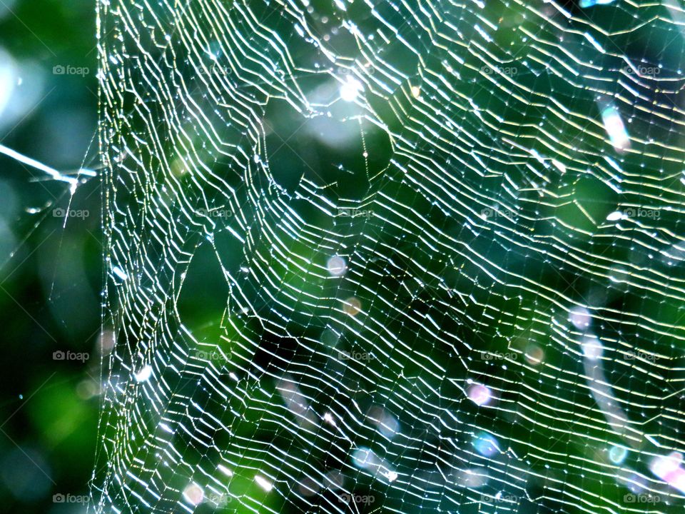 spider web with filtered light