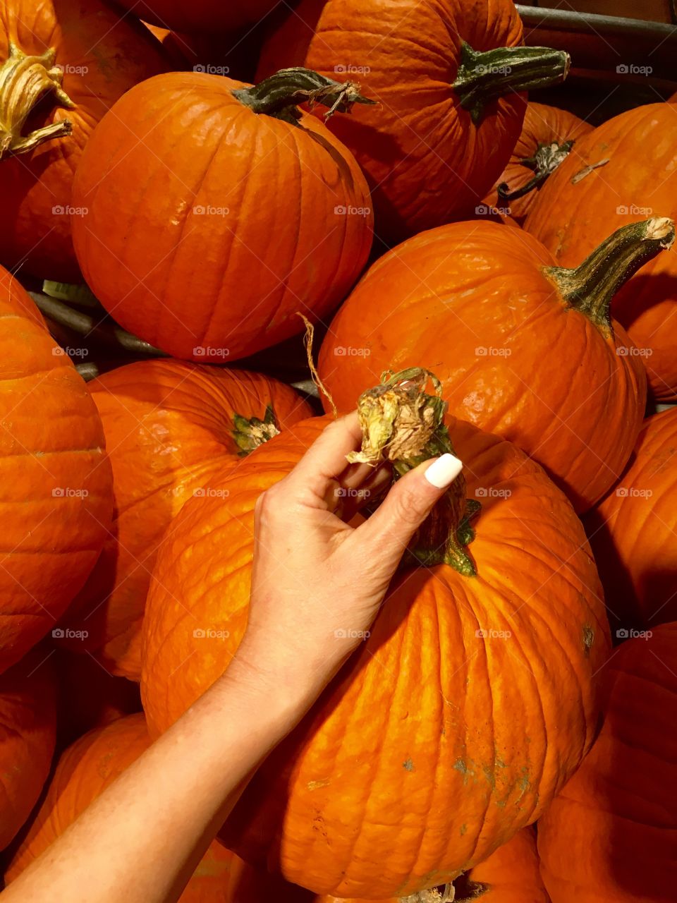 Halloween picking my pumpkin
