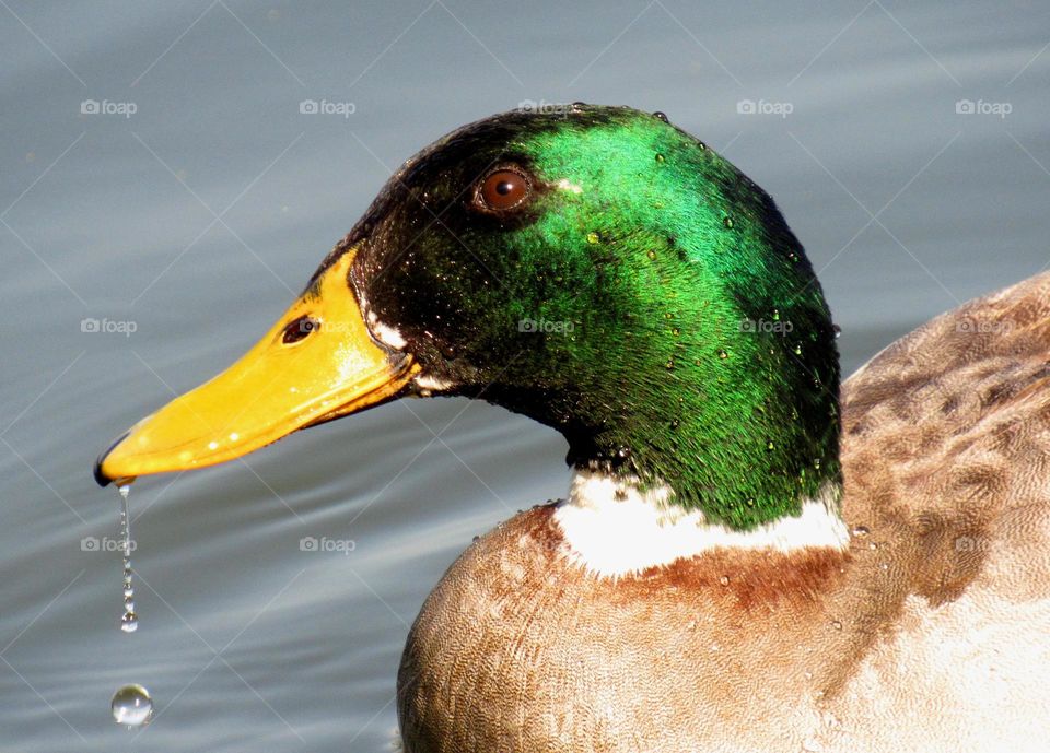 duck