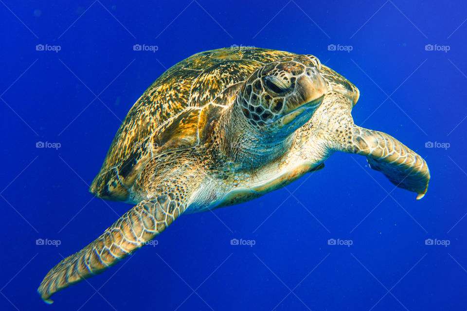 Turte in the blue