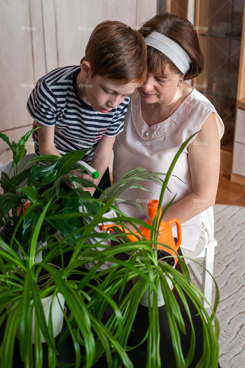 A child of 6-7 years old as a red-haired boy with his grandmother watering homemade indoor flowers. Family leisure, lifestyle, spring time
grandson