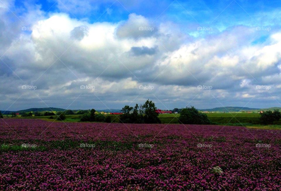 sky clouds trees clover fields by lemonique