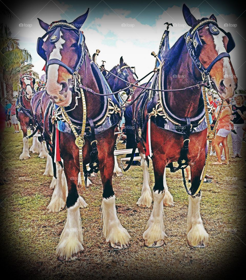 Clydesdale horses
