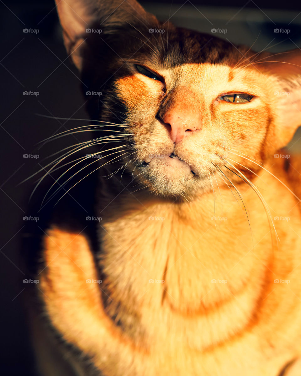 morning vibes with a cat