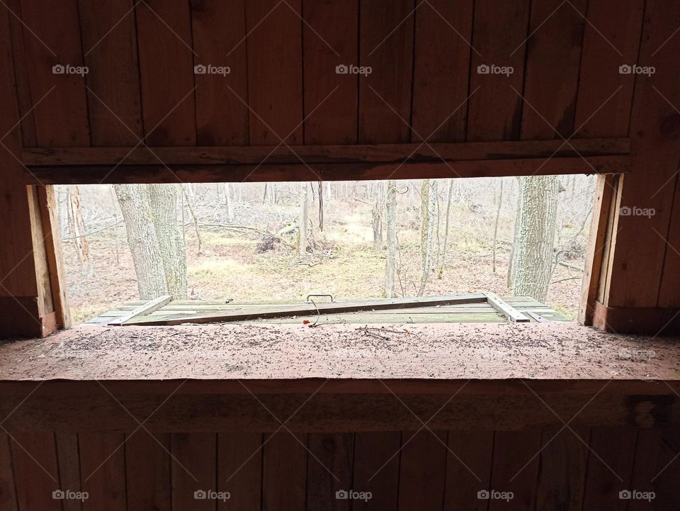 View of the forest from an open window