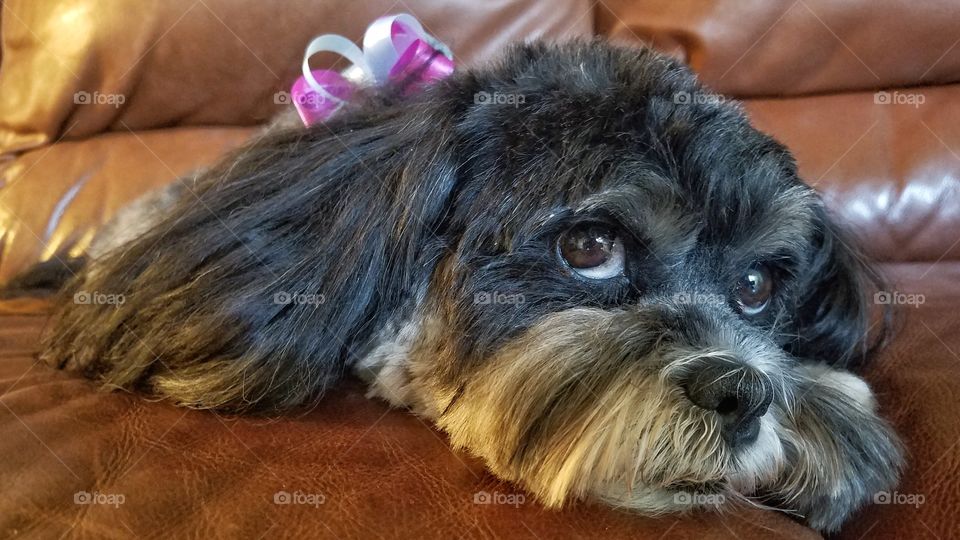 Cute Dog with a Pretty Bow