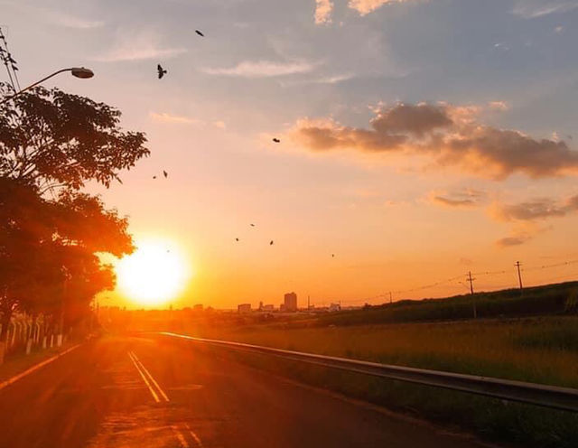 Sunset and birds 