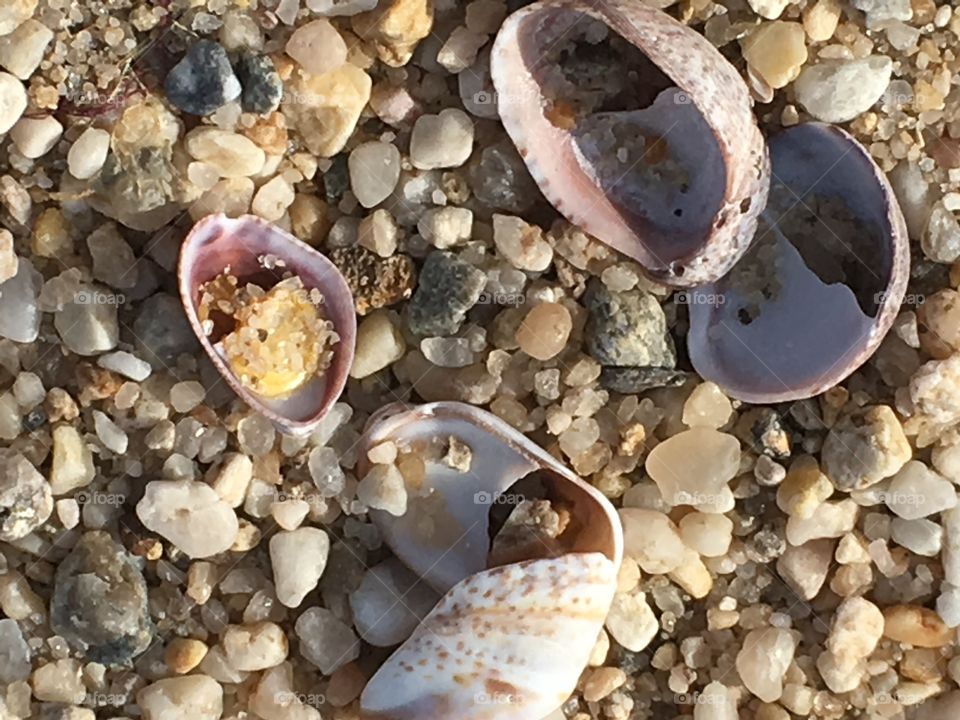 Seashells in the sand on the beach.