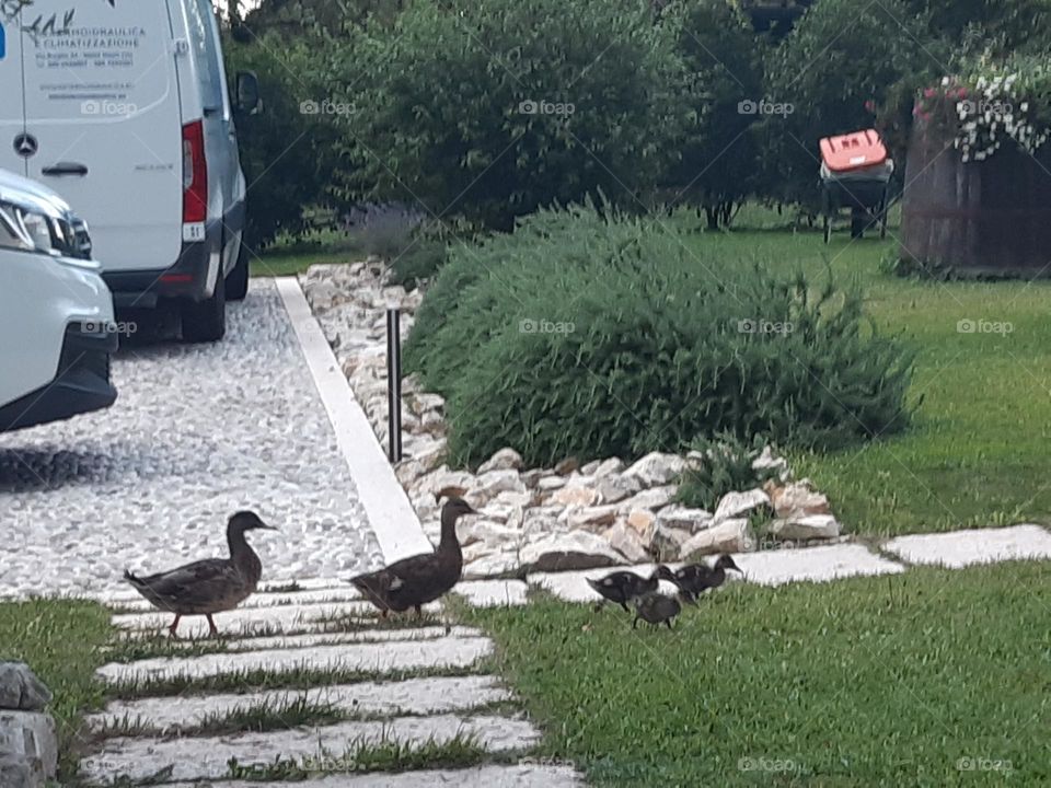 my big and little ducks walking in the garden