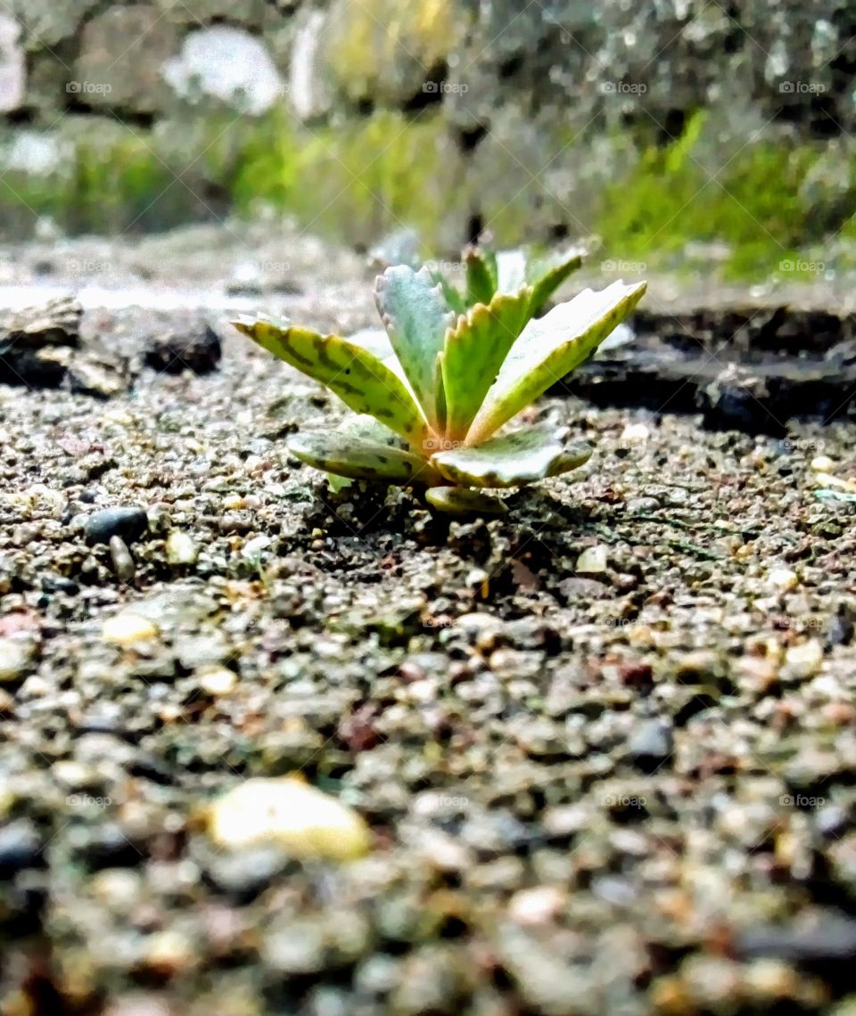mini dragon plant in small soked river sand with focus on small plant.
