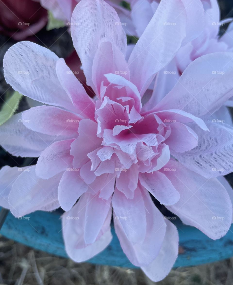 A photo of a pink flower. 