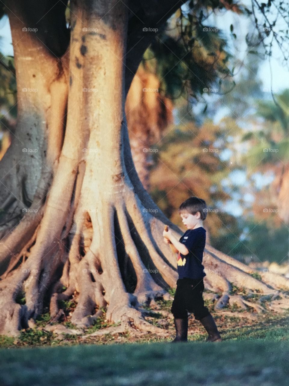 Little boy in front of Banyan tree