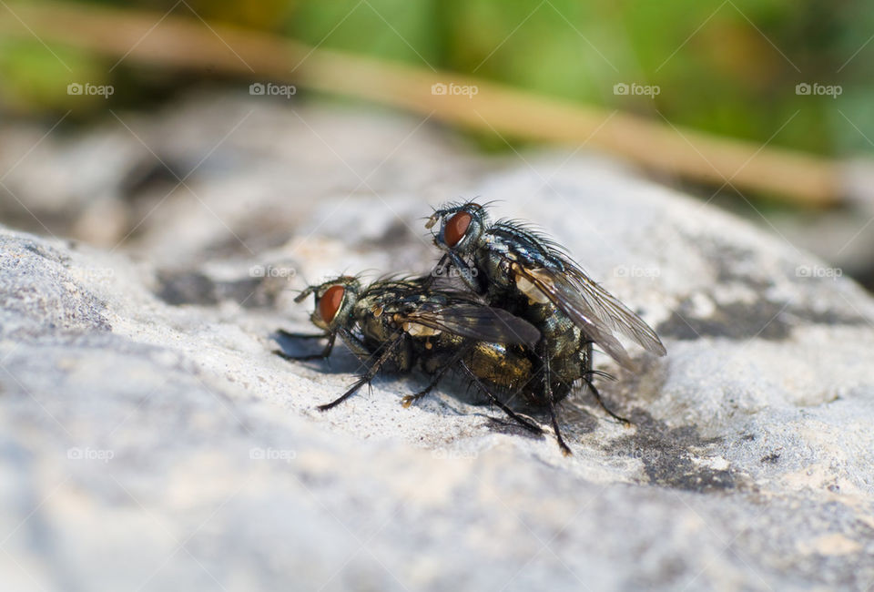 mating flies