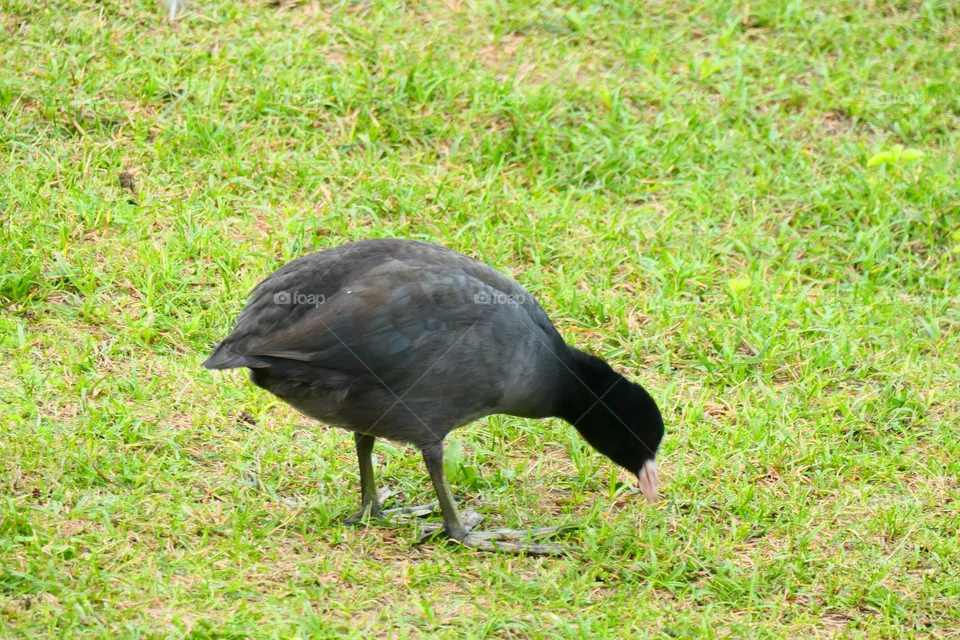 Wasserhuhn