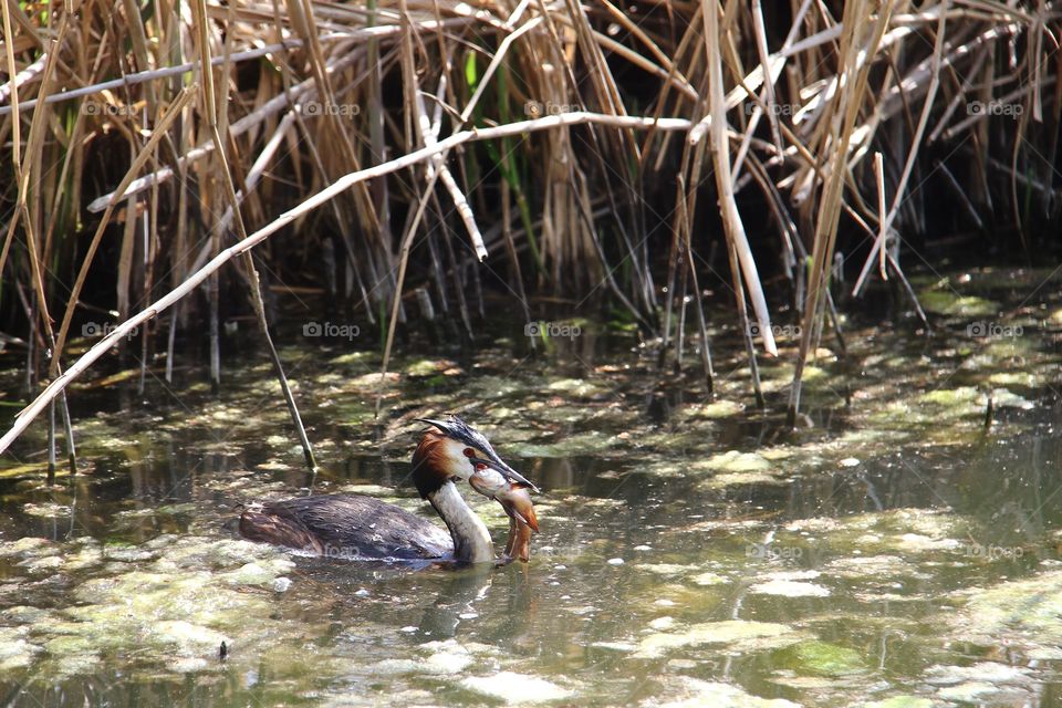 great crested grebe eat fish