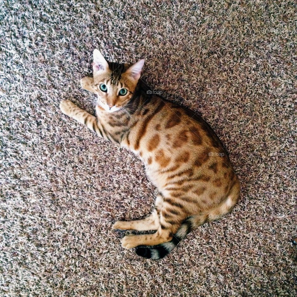 Bengal