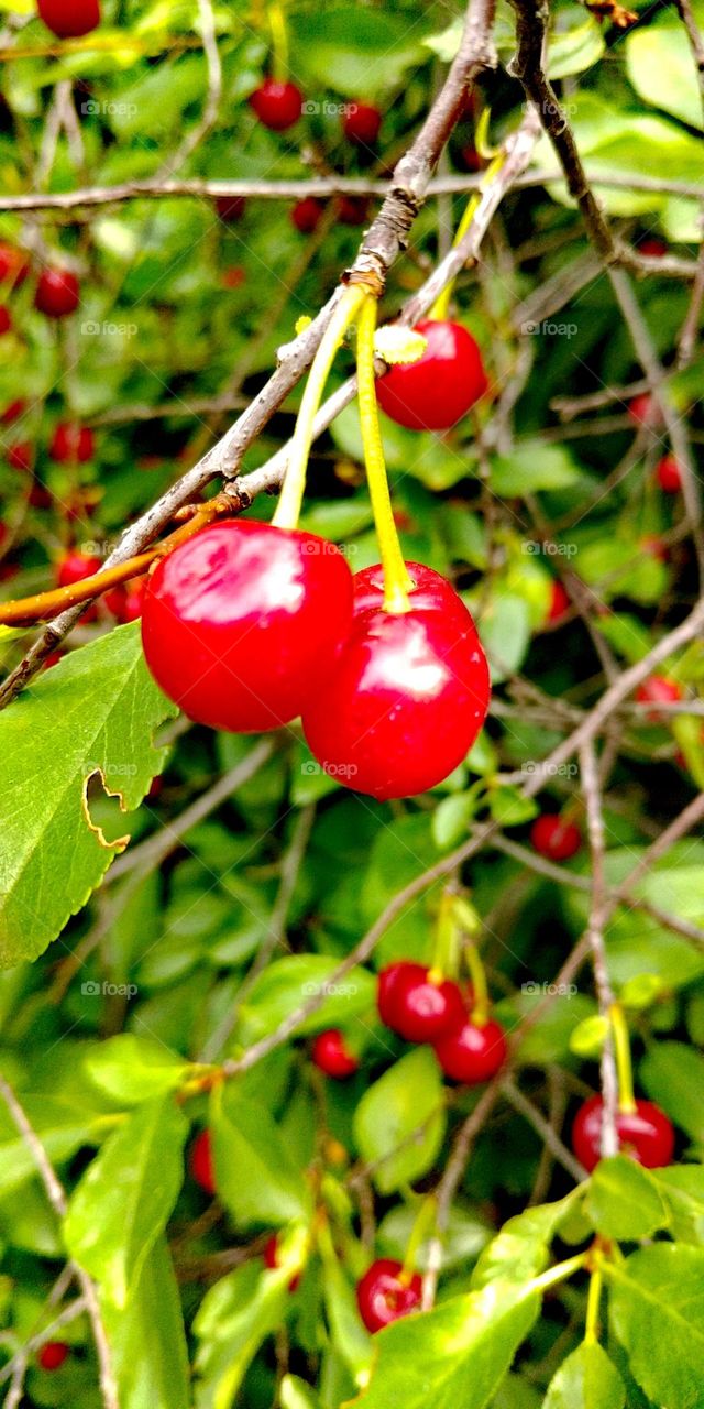 Cherry berries
