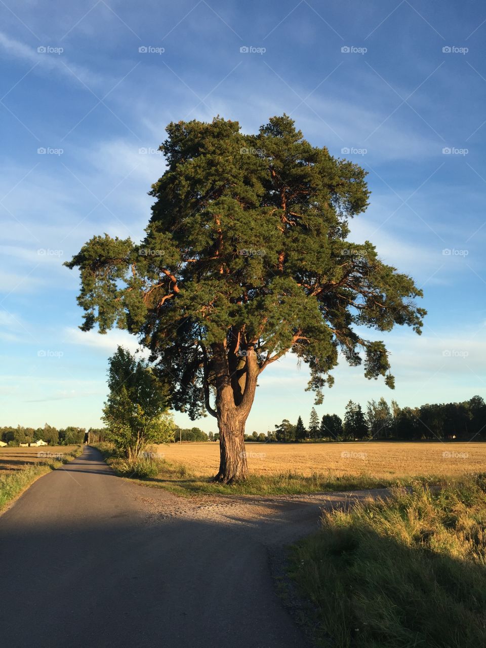 Oaktree by the road 