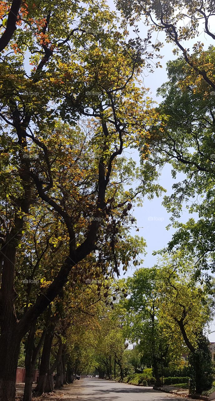 tree in chandigarh