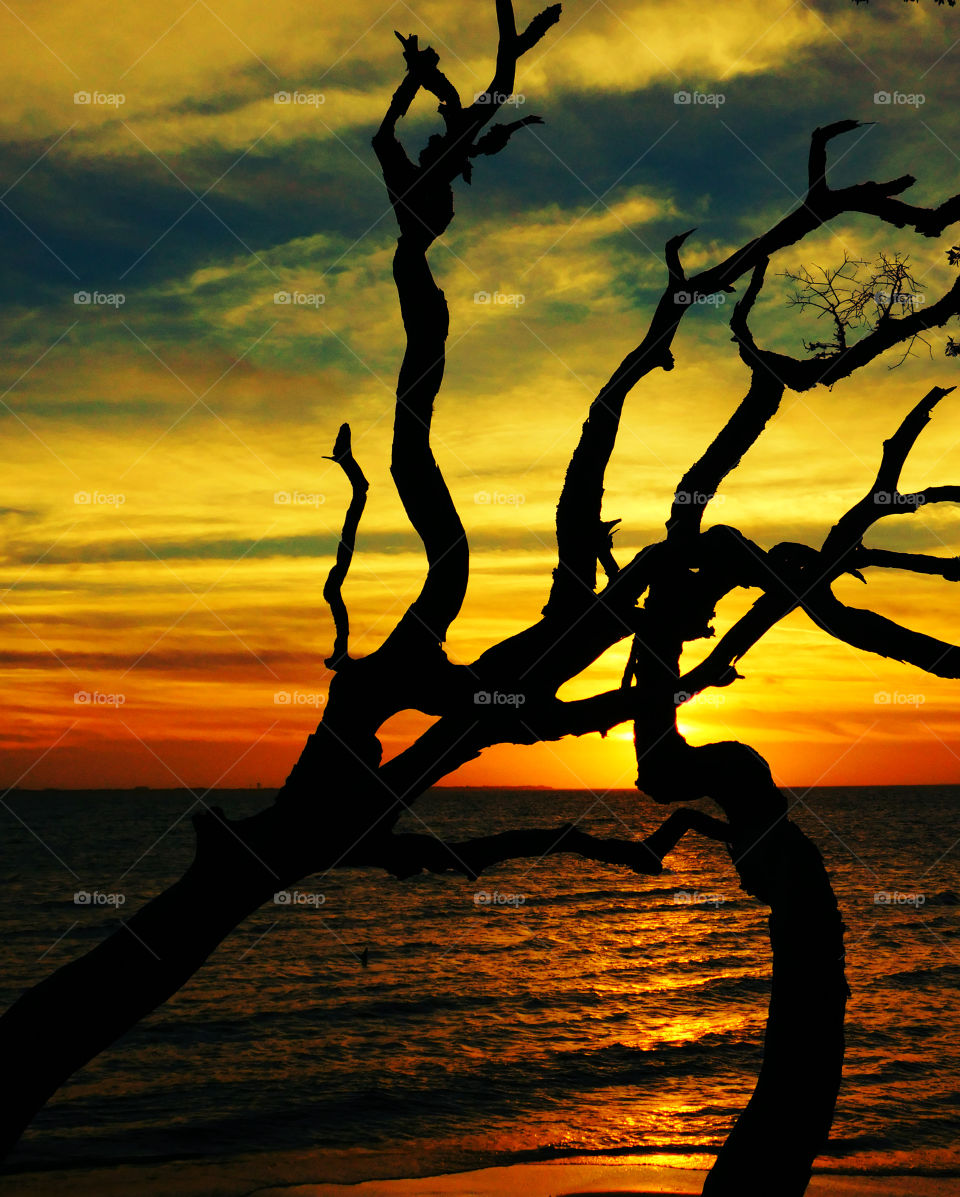 Silhouette of bare tree during sunset