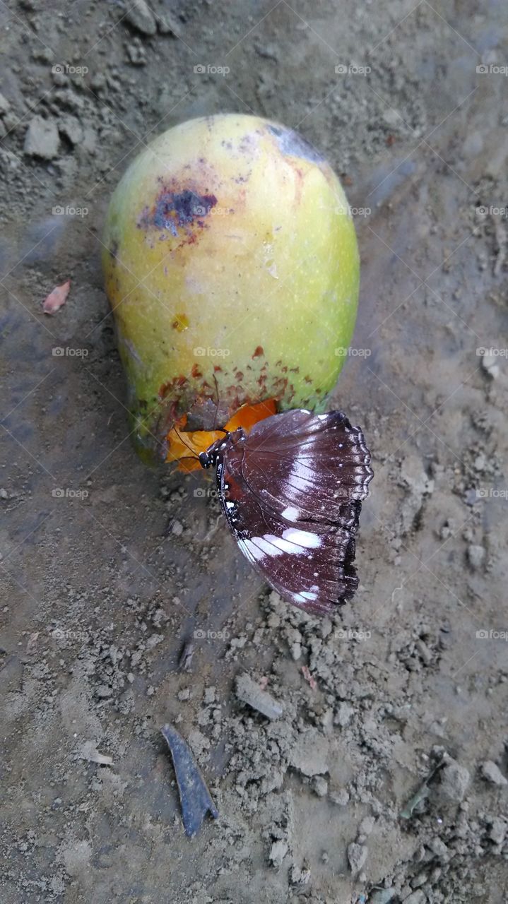 mango green
makati philippines