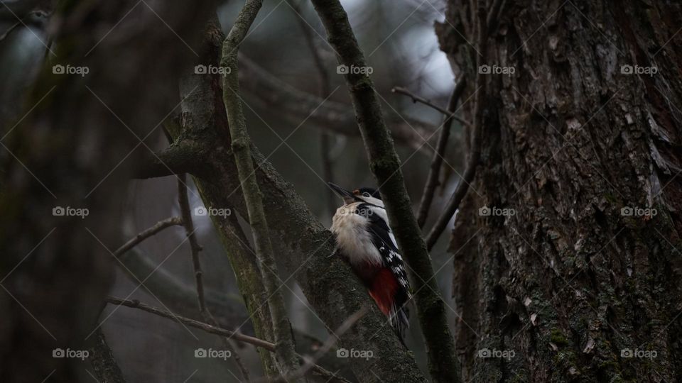 Woodpecker