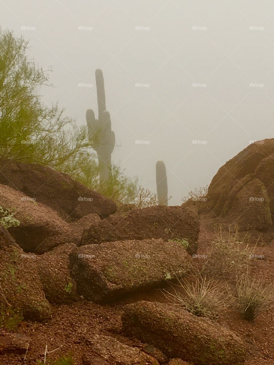 Saguaros in fog